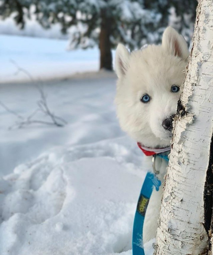 животные