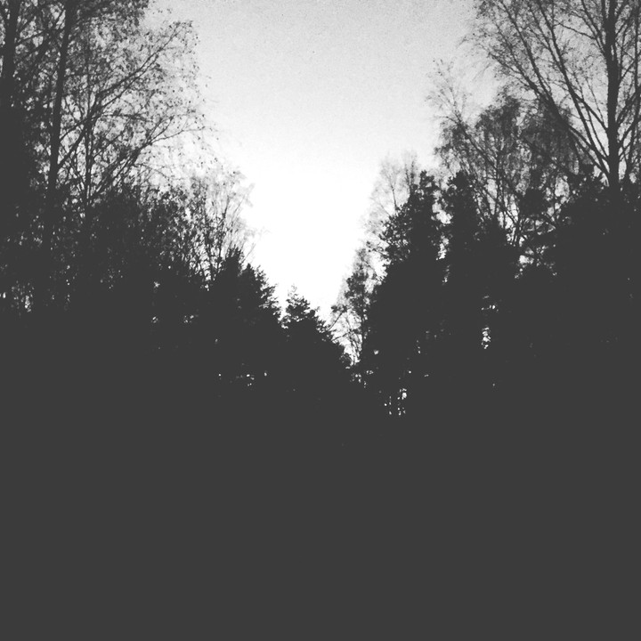 Dark forest