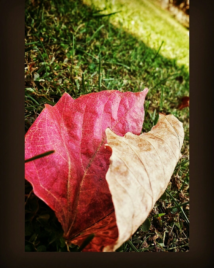 chinar leaf