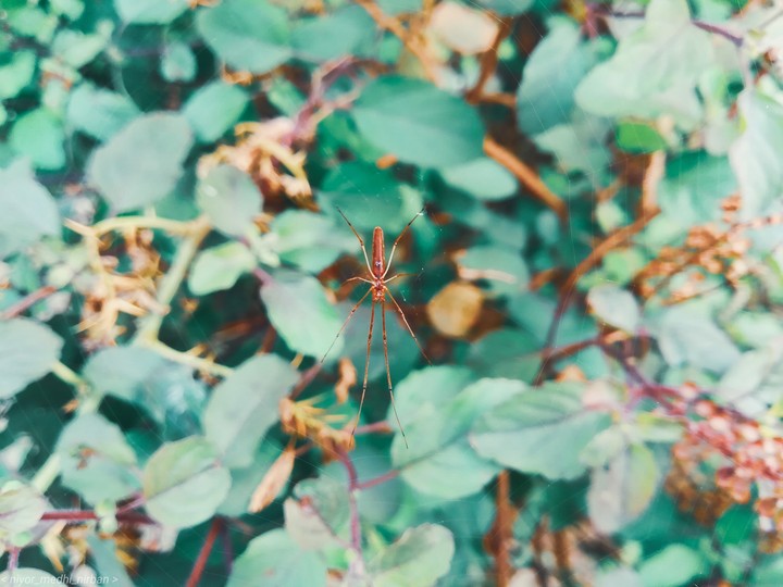 spider