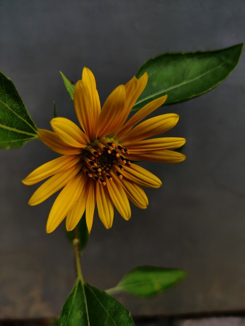 SUNFLOWER ?