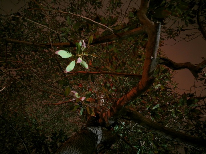 Paltó nocturno