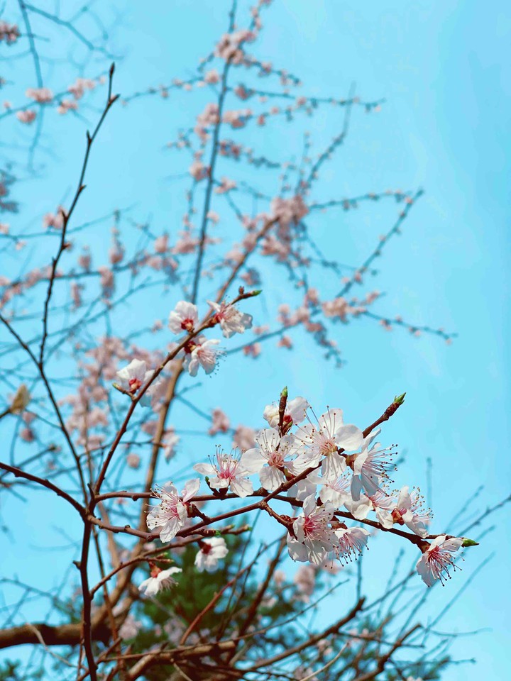 plum tree