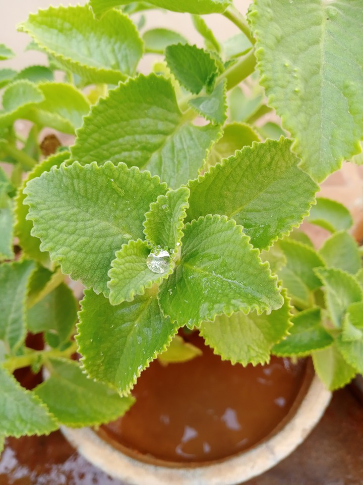 waterdrop in camphor