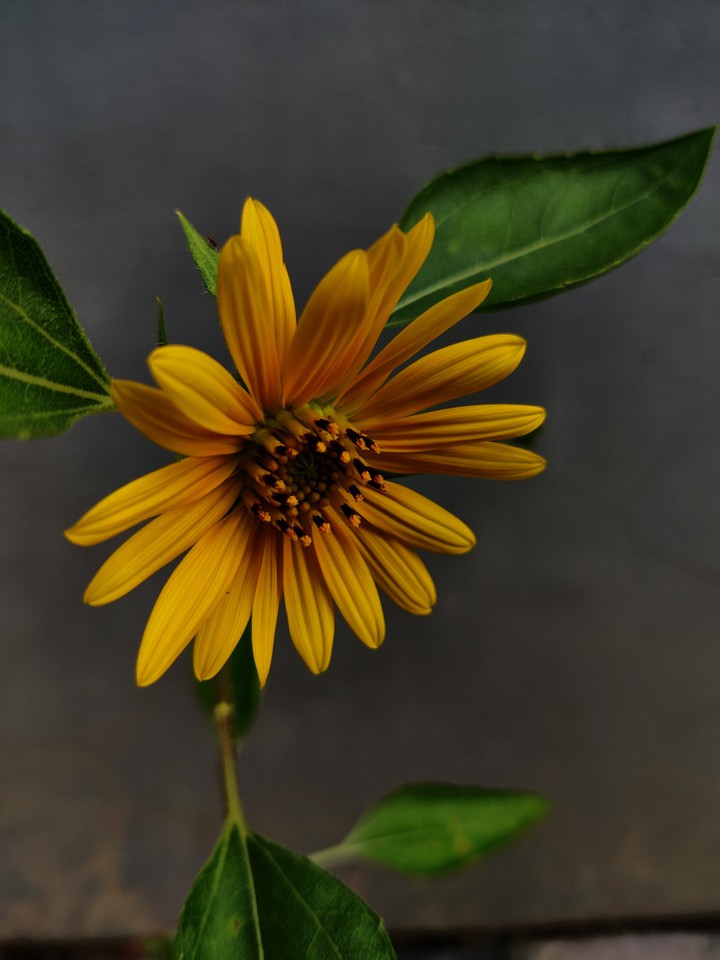 SUNFLOWER ?