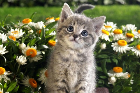 Gatito