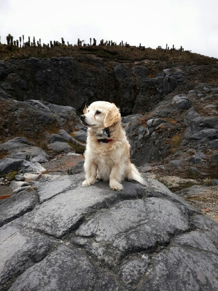dog
