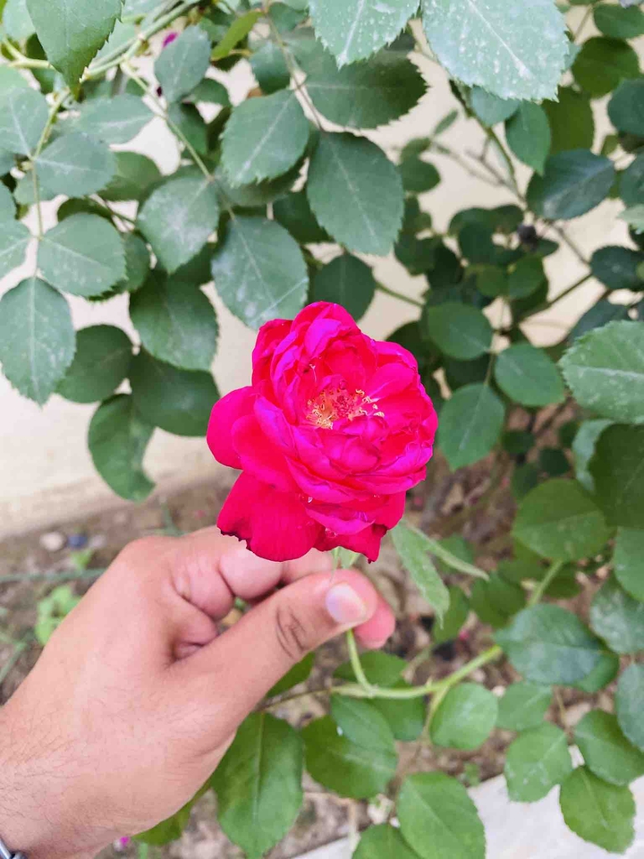 iphone 11 photography
