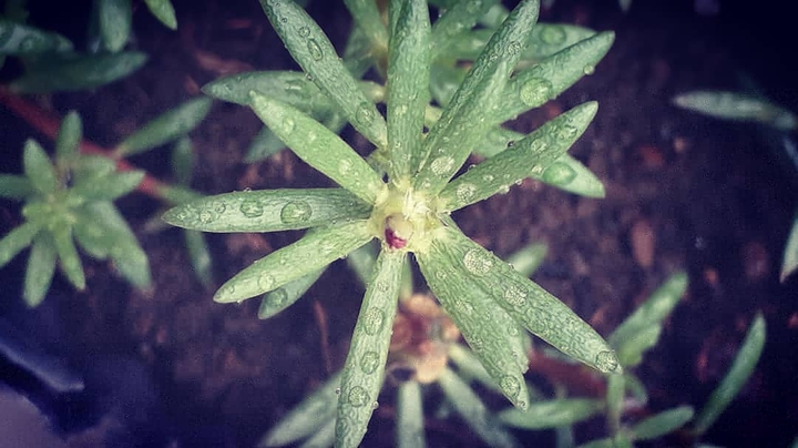 rain