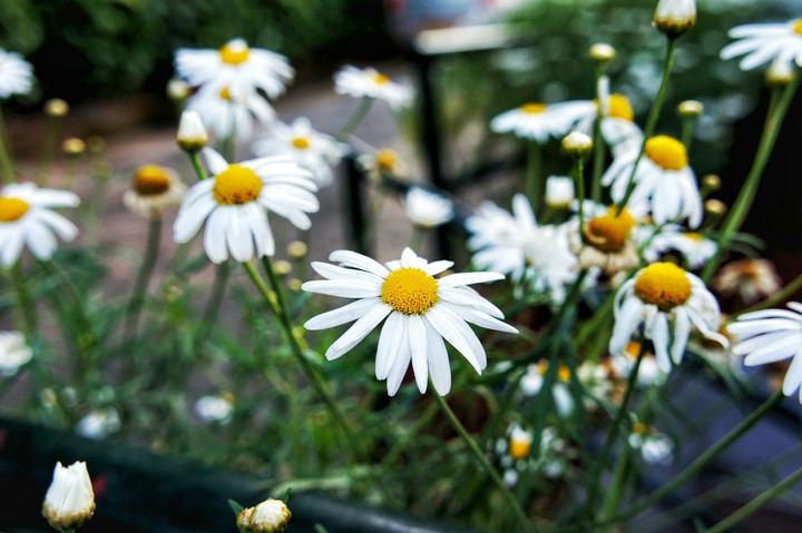 White Beauty