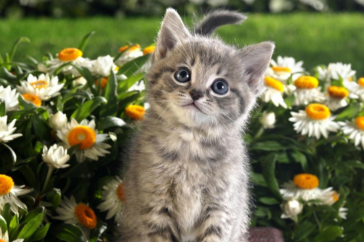 Gatito