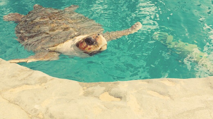 turtle tartaruga água mar marinha