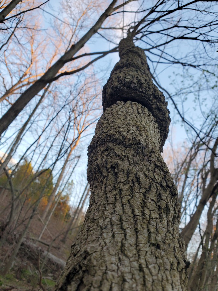 twisted tree