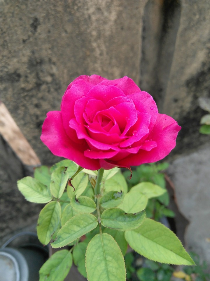 rose4