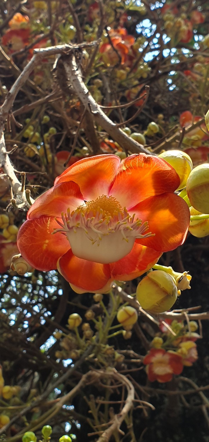 flower