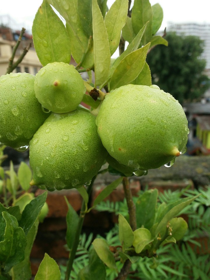 LEMON??