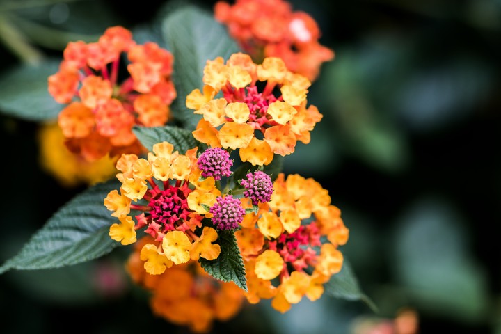 Flower Garden
