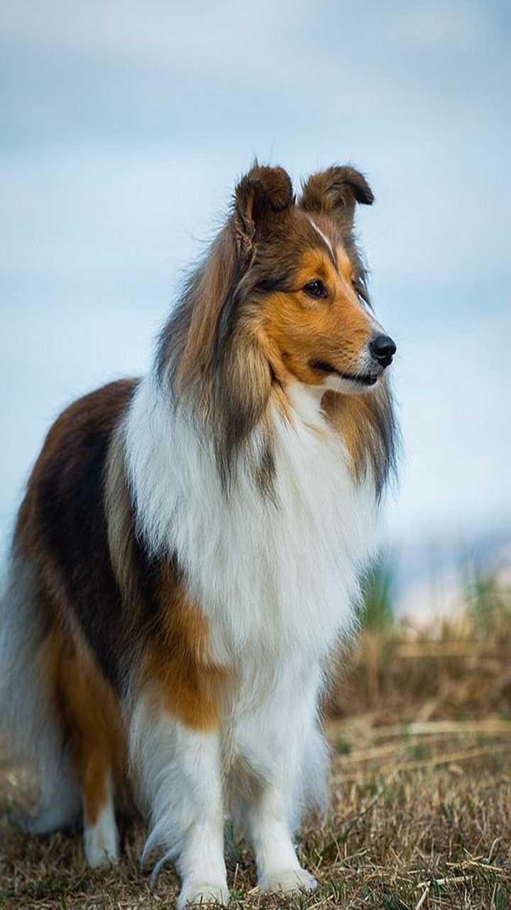 gfff