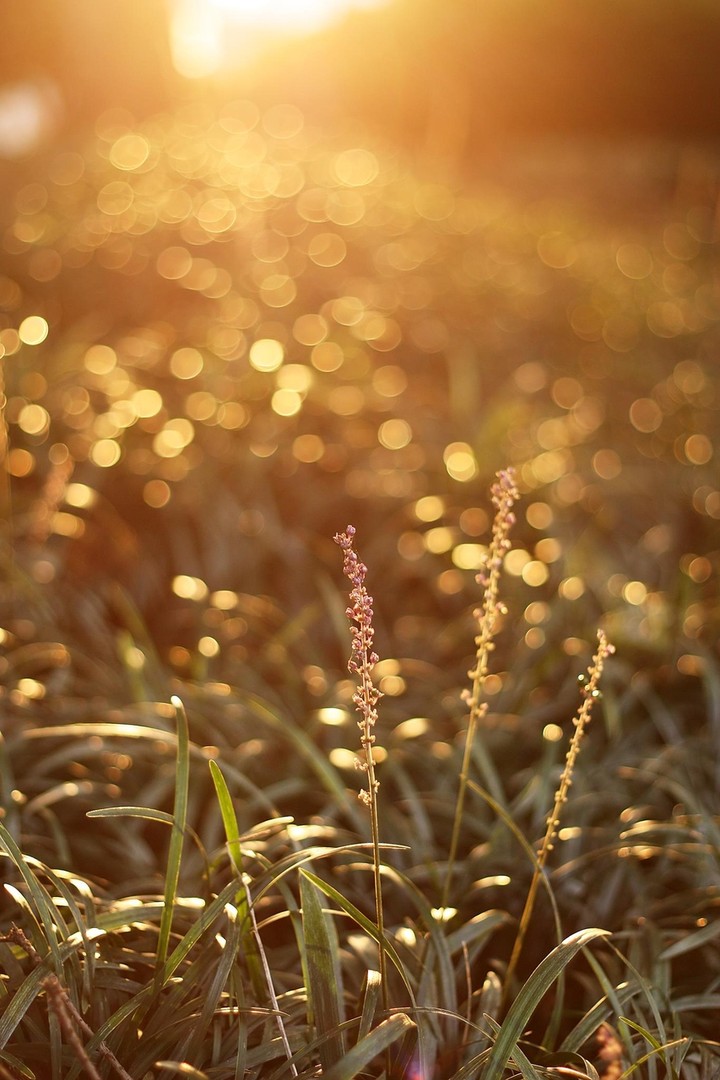 grass