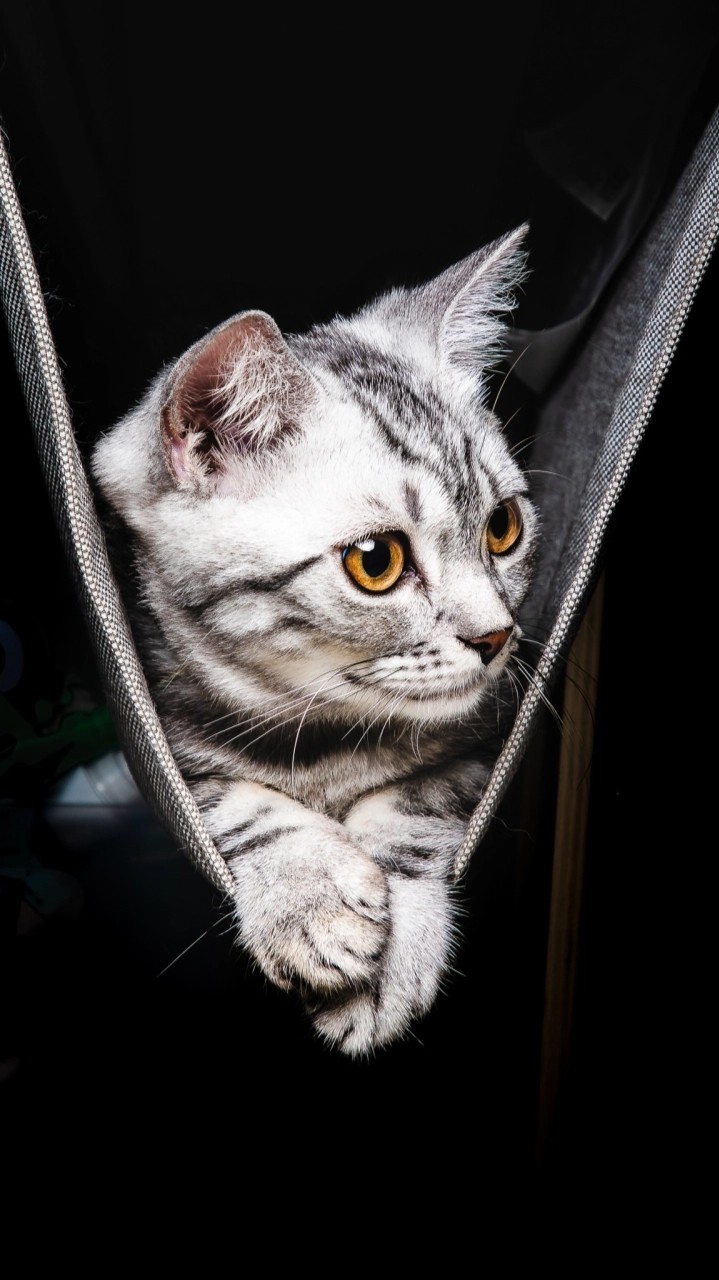 Cat in black