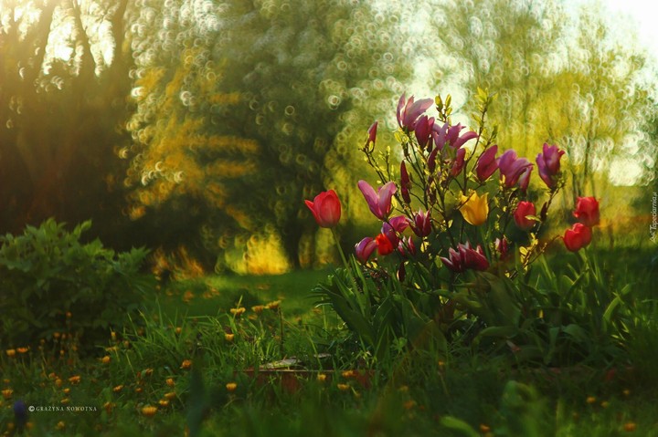 flowers, spring, summer