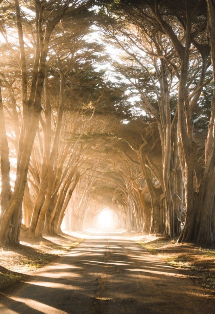 trees