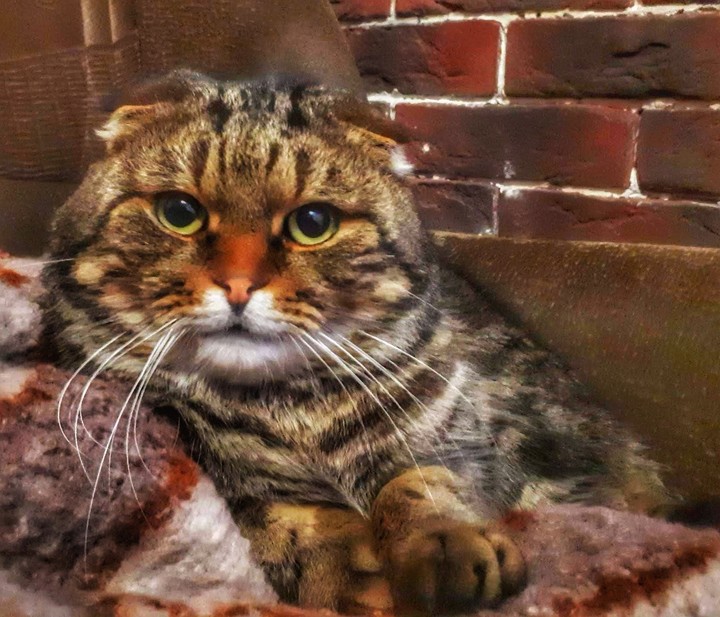 Cat