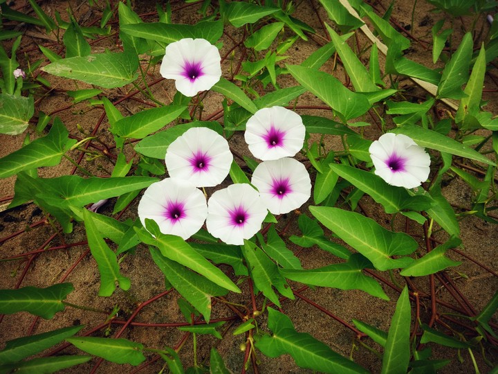 flowers