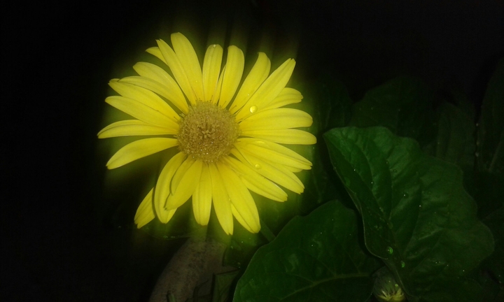 evening daisy