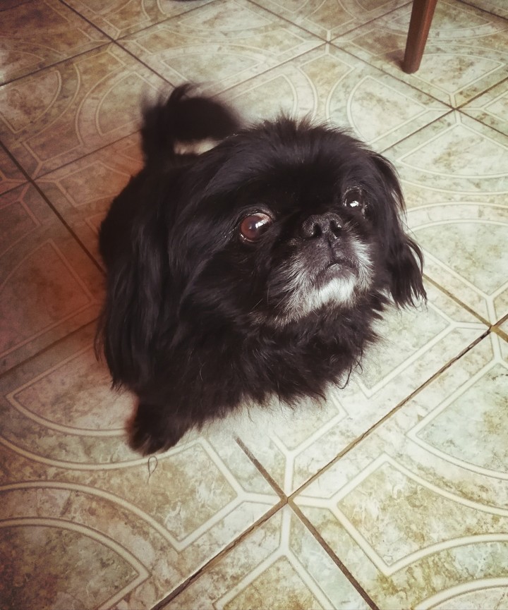 My dog