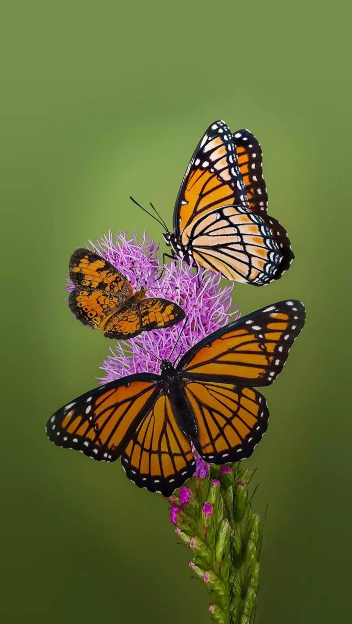 Beautiful Butterfly...