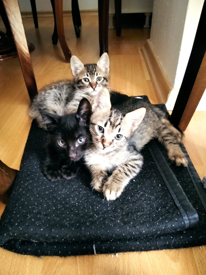 cats