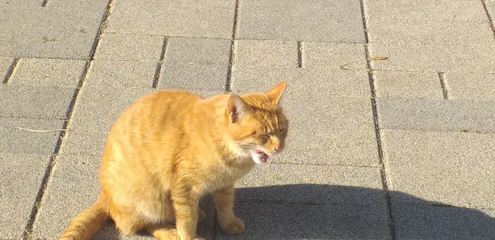 cat