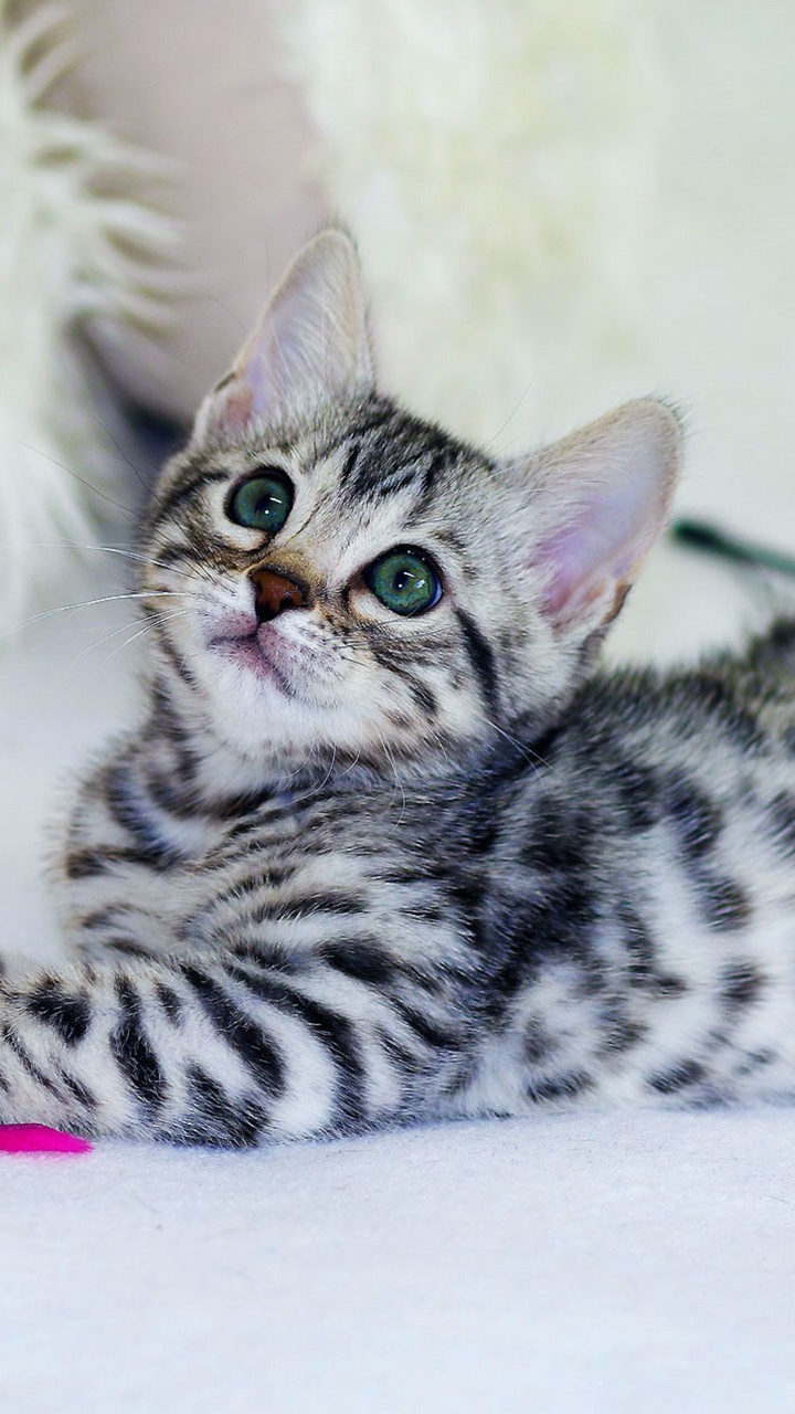baby cat