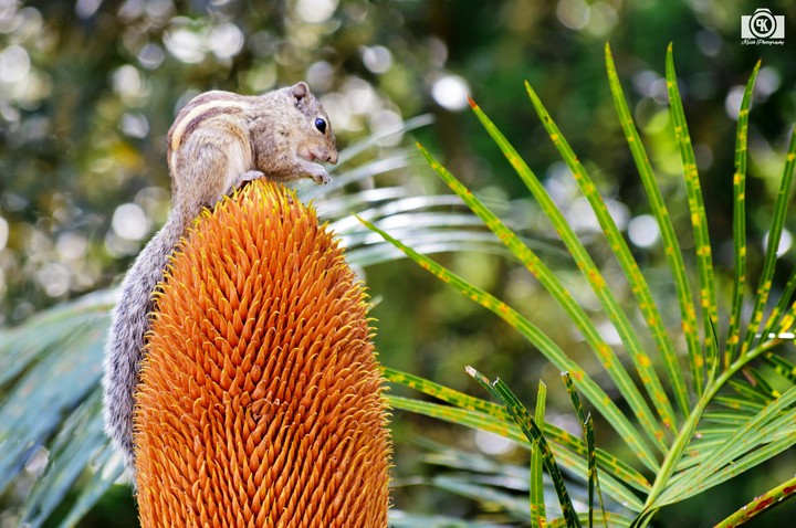 Squirrel on a tree