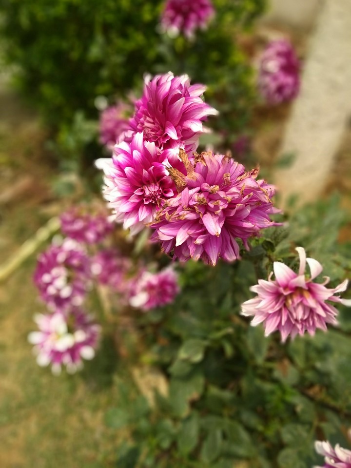 flower