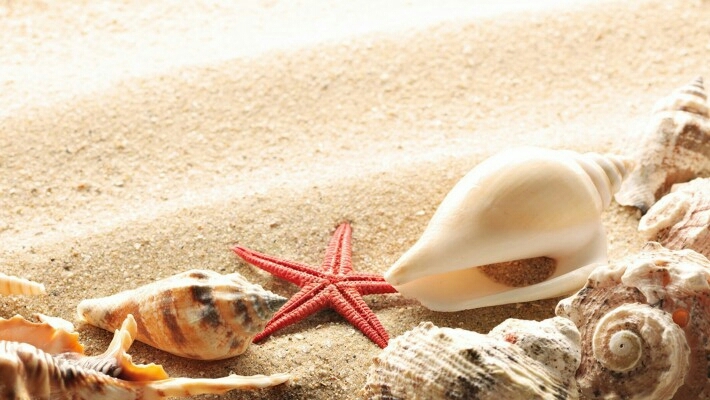 Star fish