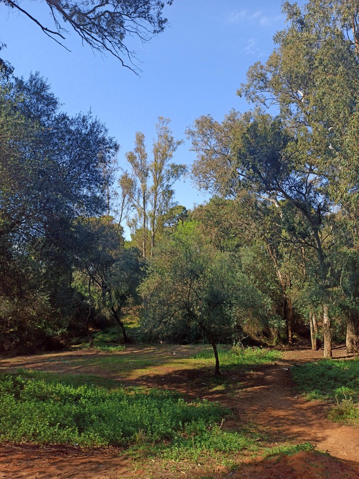 Forêt