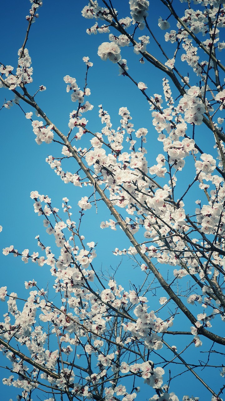 korea cherry blossom 벚꽃