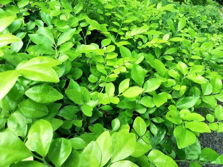 green park Nature