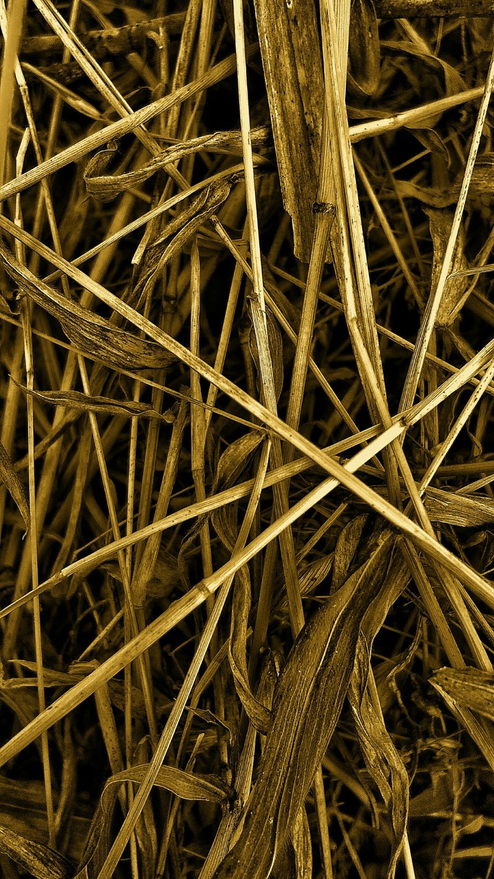 Dried Grass