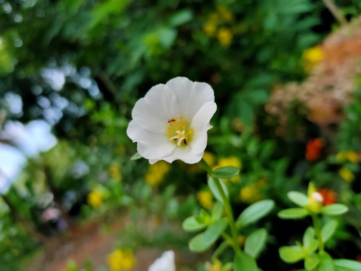 cute white