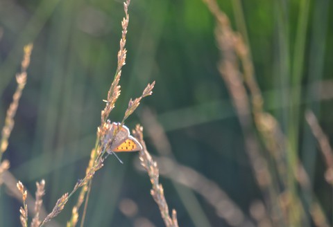 fonds d'écran organism, spider