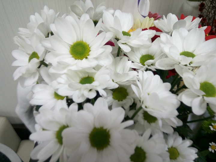 daisy
