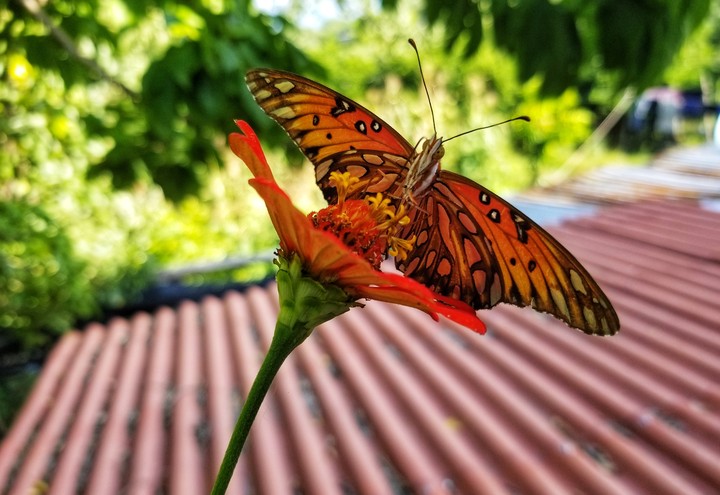 MARIPOSA POLINIZANDO, SAN LORENZO, GRO.