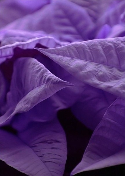 petal, Close-up háttérképek
