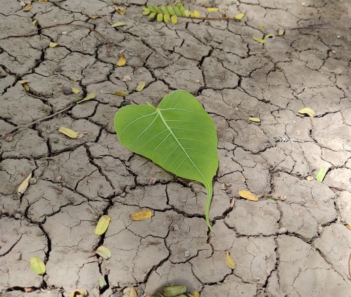 leaf