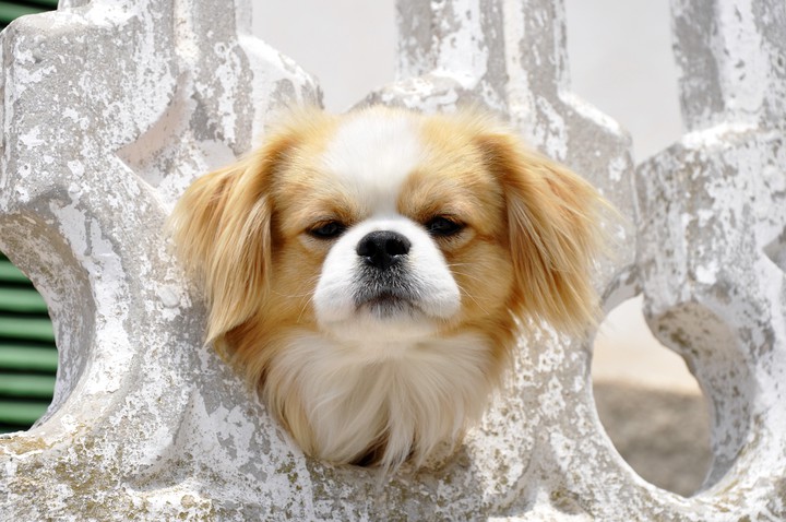 cute puppy
