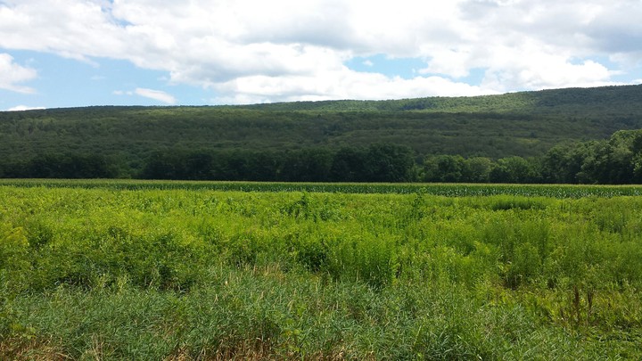 "The meadows are wide and beautiful, nature is just natural"