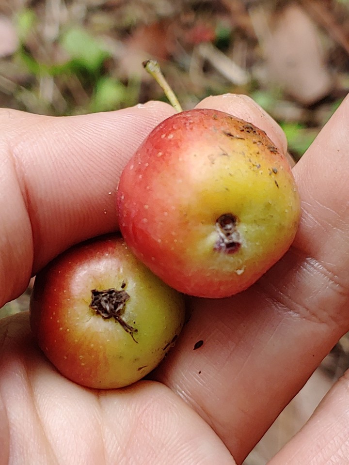 mini apple